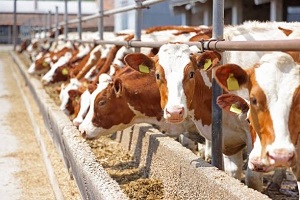 Application of calcium carbonate in animal feed